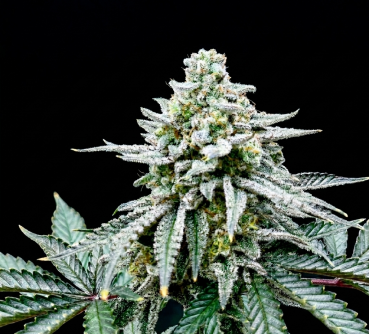 Georgia Pie x Bubba